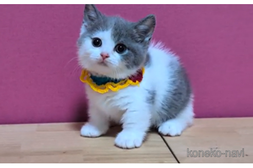 成約済の東京都のマンチカン(短足)-96318の6枚目